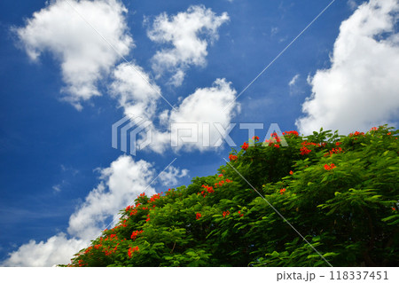 青い空と雲とホウオウボク 青い空と雲とホウオウボク 118337451