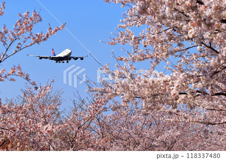 桜のトンネル 118337480