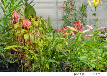 Seedlings of plants are sold in a plant store. Jacobinia pink in garden. Tropical flowers in gardening. 118337539