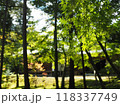 京都・西芳寺の青紅葉 118337749