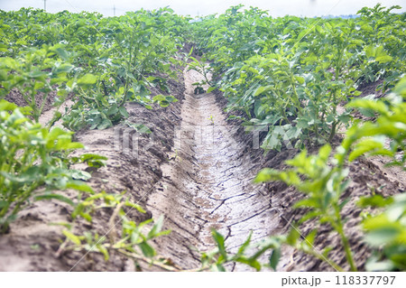 Planting potatoes with irrigational system 118337797