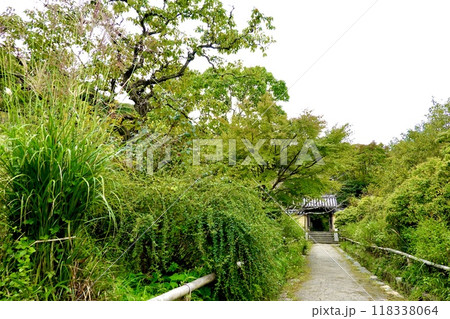 浄瑠璃寺 参道の環境保全地域の自然あふれる風景 京都府木津市加茂町 浄瑠璃寺 参道の環境保全地域の自然あふれる風景 京都府木津市加茂町 118338064
