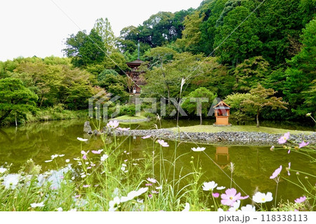 浄瑠璃寺　コスモス揺れる宝池越しに国宝三重塔を見た風景　京都府木津川市加茂町 118338113