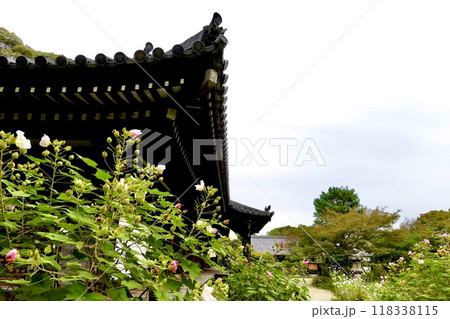 浄瑠璃寺　スイフヨウの花越しに本当の軒を見上げた風景　京都府木津川市加茂町 118338115