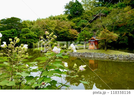 浄瑠璃寺　スイフヨウの花越しに宝池を見た風景　京都府木津川市加茂町 118338116