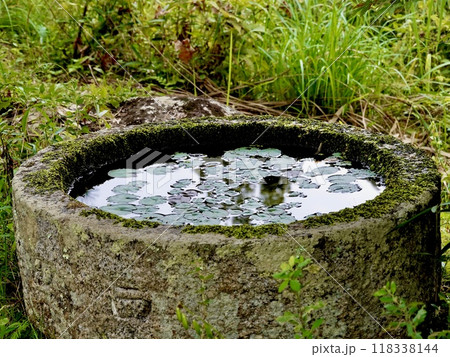 浄瑠璃寺　境内にある古井戸を利用した睡蓮鉢の水面が光る風景　京都府木津川市加茂町 118338144