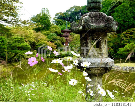 浄瑠璃寺　コスモスと石灯籠越しに宝池と三重塔を見た風景　京都府木津川市加茂町 118338145