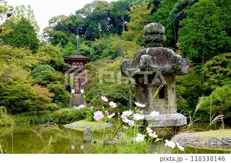 浄瑠璃寺 コスモスと石灯籠越しに宝池と三重塔を見た風景 京都府木津川市加茂町 浄瑠璃寺 コスモスと石灯籠越しに宝池と三重塔を見た風景 京都府木津川市加茂町 118338146