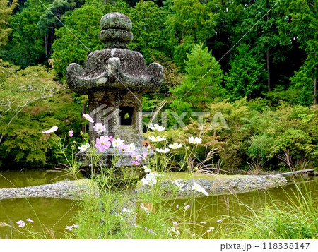浄瑠璃寺　コスモスと石灯籠越しに宝池を見た風景　京都府木津川市加茂町 118338147