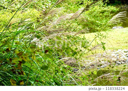 浄瑠璃寺　境内の宝池のほとりでススキが揺れる風景　京都府木津川市加茂町 118338224
