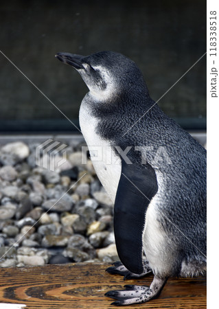 マゼランペンギン マゼランペンギン 118338518