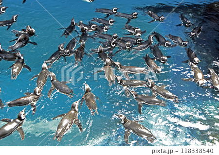 マゼランペンギン 118338540