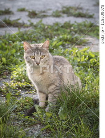 Cute grey stray cat sits on the ground in summer, vertical image, selected focus. 118339078