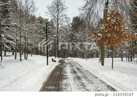 Winter landscape. Deserted alley in a city park. Alley in the city park winter cloudy day 118339187