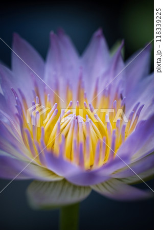 夏に咲く美しい水蓮の花 夏に咲く美しい水蓮の花 118339225