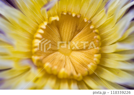 夏に咲く美しい水蓮の花 118339226