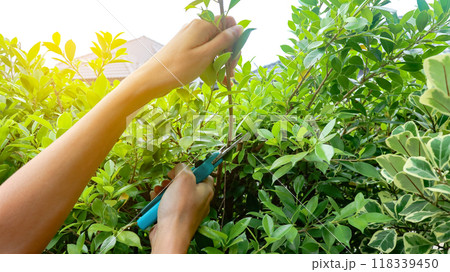 Hands holding pruning shears trimming tree branches concept of taking of patio and small garden, soft focus 118339450