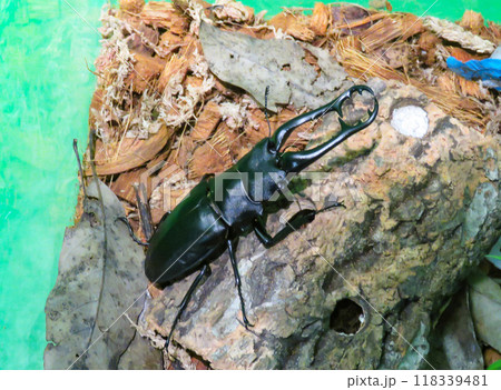 外国のクワガタ虫　ギラファノコギリクワガタ 118339481