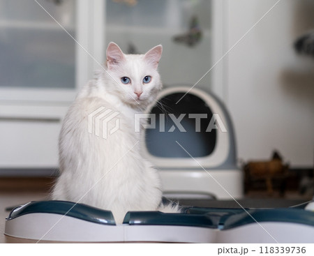 A white cat is perched on a feeding station, looking over its shoulder with striking blue eyes, amidst a softly lit indoor space. 118339736