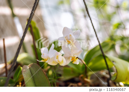 blooming orchid in wicker basket 118340087