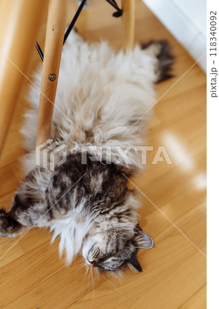 fluffy domestic cat lazily lies on parquet floor in room, in sun rays fluffy domestic cat lazily lies on parquet floor in room, in sun rays 118340092