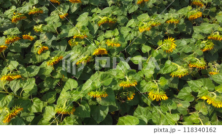 Sunflower flowers in the field, top view. 118340162