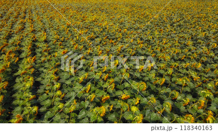 Sunflower field, top view. Sunflower plants bloom in a farmer's field. 118340163