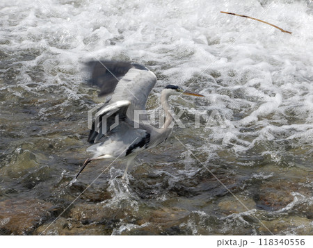 アオサギ 118340556