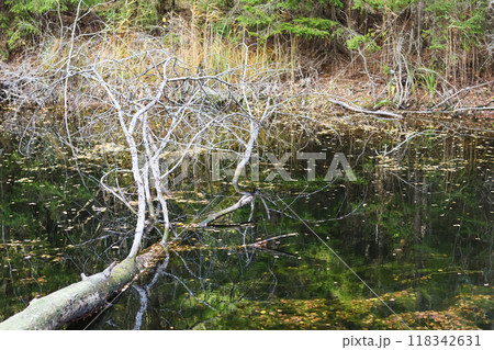 Fallen tree and yellow leaves in the lake. Autumn background. 118342631