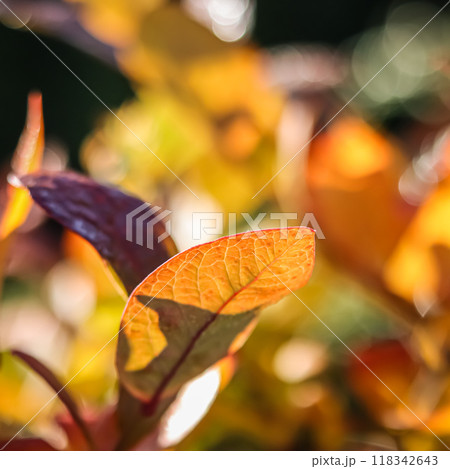 Red and yellow leaves on a branch of a blueberry bush in the garden. Blurred autumn background Red and yellow leaves on a branch of a blueberry bush in the garden. Blurred autumn background 118342643