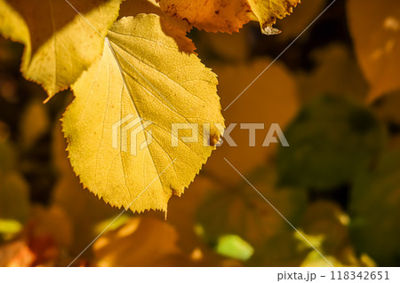 Yellow leaf on the background of fallen leaves in autumn. Natural background 118342651