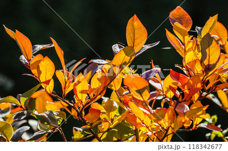Red and yellow leaves on the branches of a shrub on a black background. Blurred autumn backdrop Red and yellow leaves on the branches of a shrub on a black background. Blurred autumn backdrop 118342677