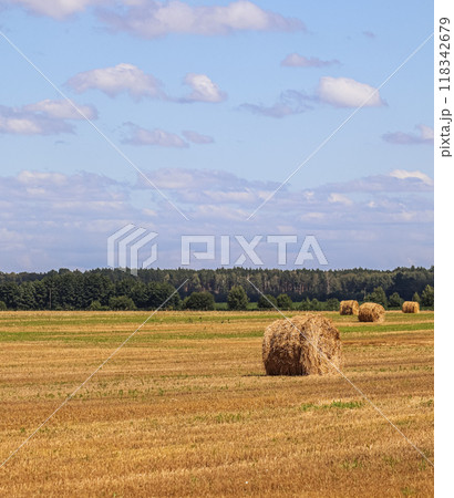 Haystack in the field after harvest. Round bales of hay across a farmer's field, blue sky with clouds. Harvesting straw for animal feed Haystack in the field after harvest. Round bales of hay across a farmer's field, blue sky with clouds. Harvesting straw for animal feed 118342679