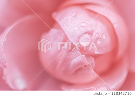 Pink rose flower. Macro flowers background for holiday brand design 118342710