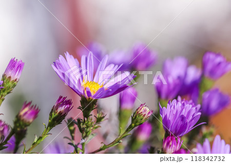 Beautiful blue flowers Sapphire Mist Aster in autumn garden Beautiful blue flowers Sapphire Mist Aster in autumn garden 118342732