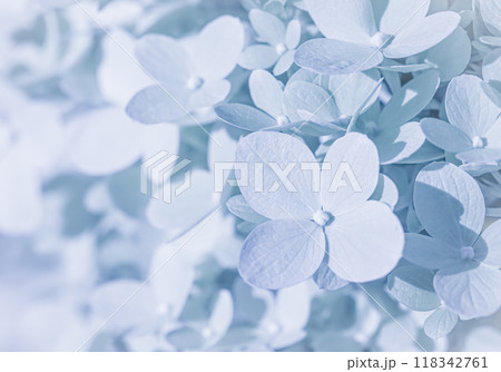 Background of white blue petals of Hydrangea or Hydrangea close-up. Soft focus 118342761