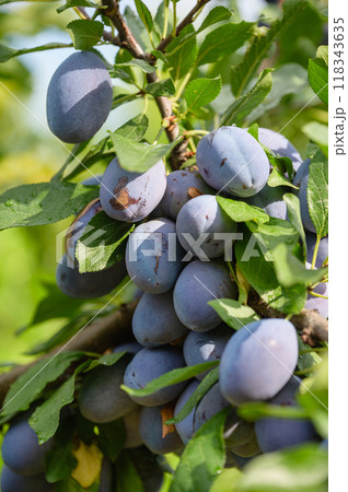 Ripe plums hang on a branch with leaves in an orchard. Ripe plums hang on a branch with leaves in an orchard. 118343635