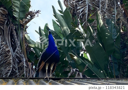 Peacock with blue and green plumage in the park. Colorful peacock in a city park 118343821