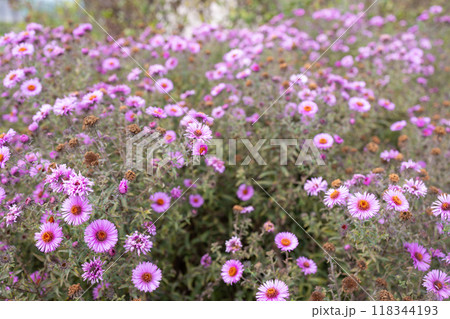 Beautiful Garden of Blooming Purple Flowers in Autumn, Capturing Nature's Colorful Charm Beautiful Garden of Blooming Purple Flowers in Autumn, Capturing Nature's Colorful Charm 118344193