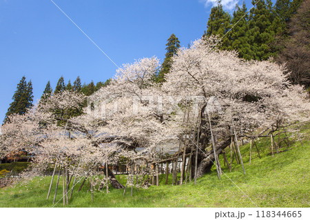 さくらの春イメージ。岐阜県高山市の臥龍桜。 さくらの春イメージ。岐阜県高山市の臥龍桜。 118344665