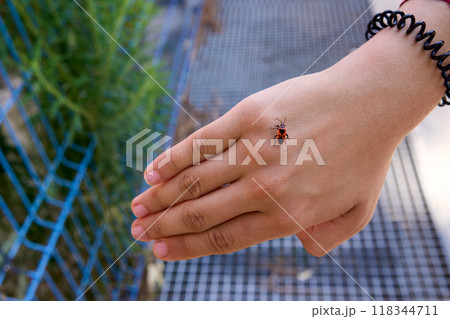 Ladybug on a woman's hand.  118344711