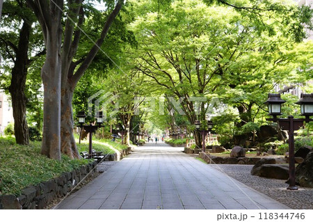 氷川神社の参道 大宮市 埼玉県 氷川神社の参道 大宮市 埼玉県 118344746