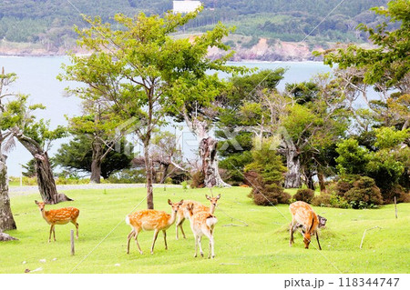 野生の鹿　金華山　黄金山神社　宮城県 118344747