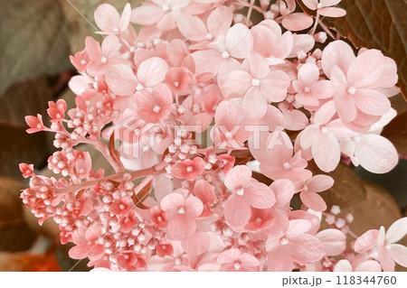 Flower bud and green leaves background, beautiful floral texture 118344760