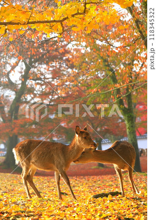 【奈良県】奈良公園の紅葉と鹿 118345322