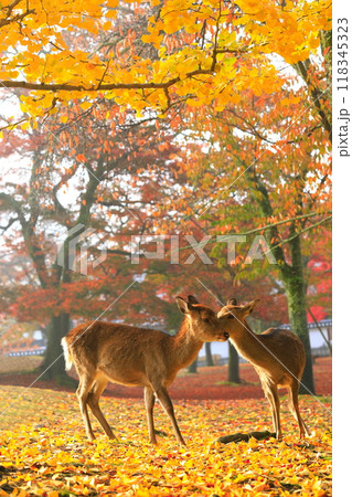 【奈良県】奈良公園の紅葉と鹿 118345323