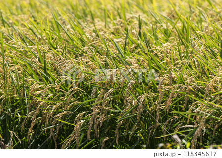 収穫間近の稲穂 118345617