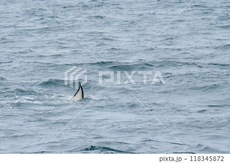 知床半島に訪れるシャチ 知床半島に訪れるシャチ 118345872