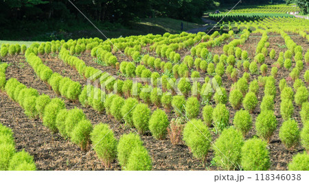 【青コキア】 118346038