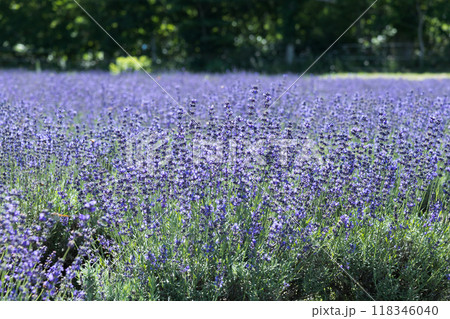 【ラベンダー畑 なななりさわ】 【ラベンダー畑 なななりさわ】 118346040